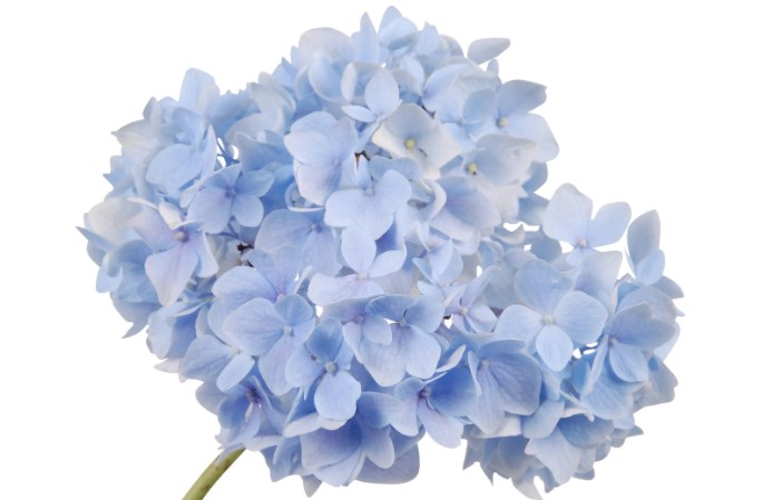 The Difference Between Mass-Market and Boutique Florists